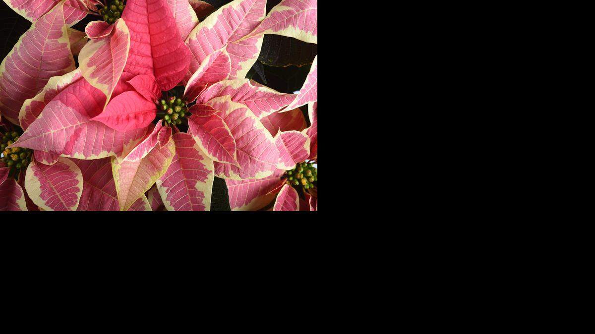 
Poinsettias can last a long time if given the right conditions and care.
