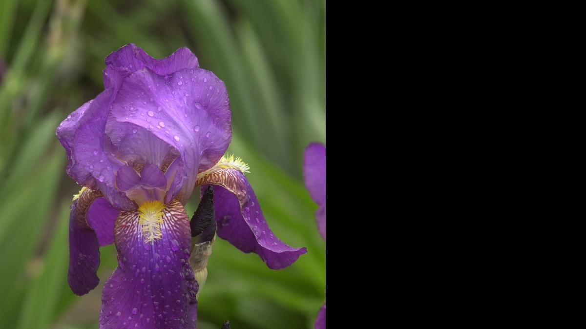 
There will be a talk on irises Wednesday and a sale of iris rhizomes next weekend at two locations.

