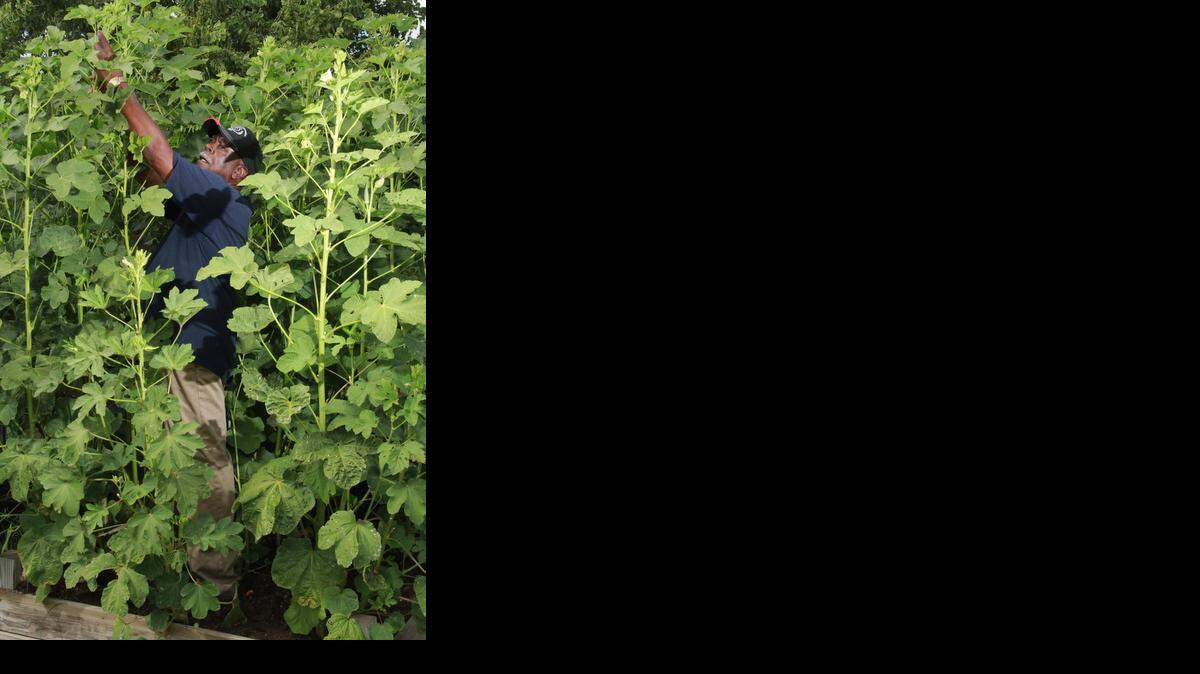 
Bobby Oates has to reach up to get to his tall okra. 
