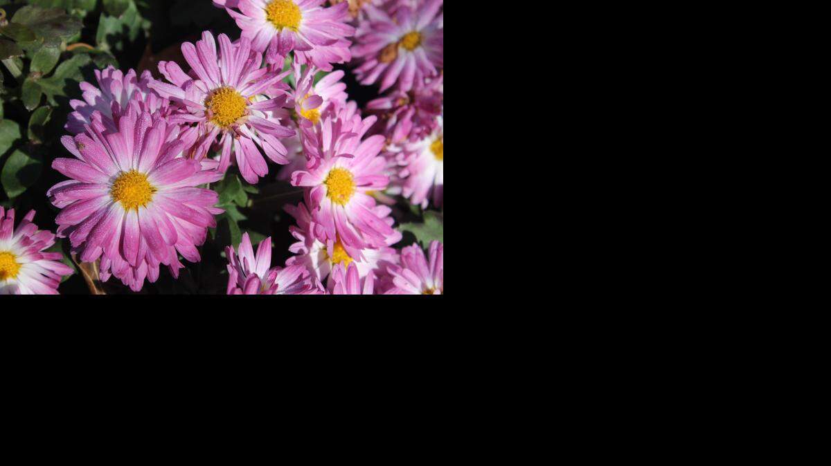 
Stacy Pink chrysanthemums are in bloom at Botanica near the Jayne Milburn Aquatic Collection.
