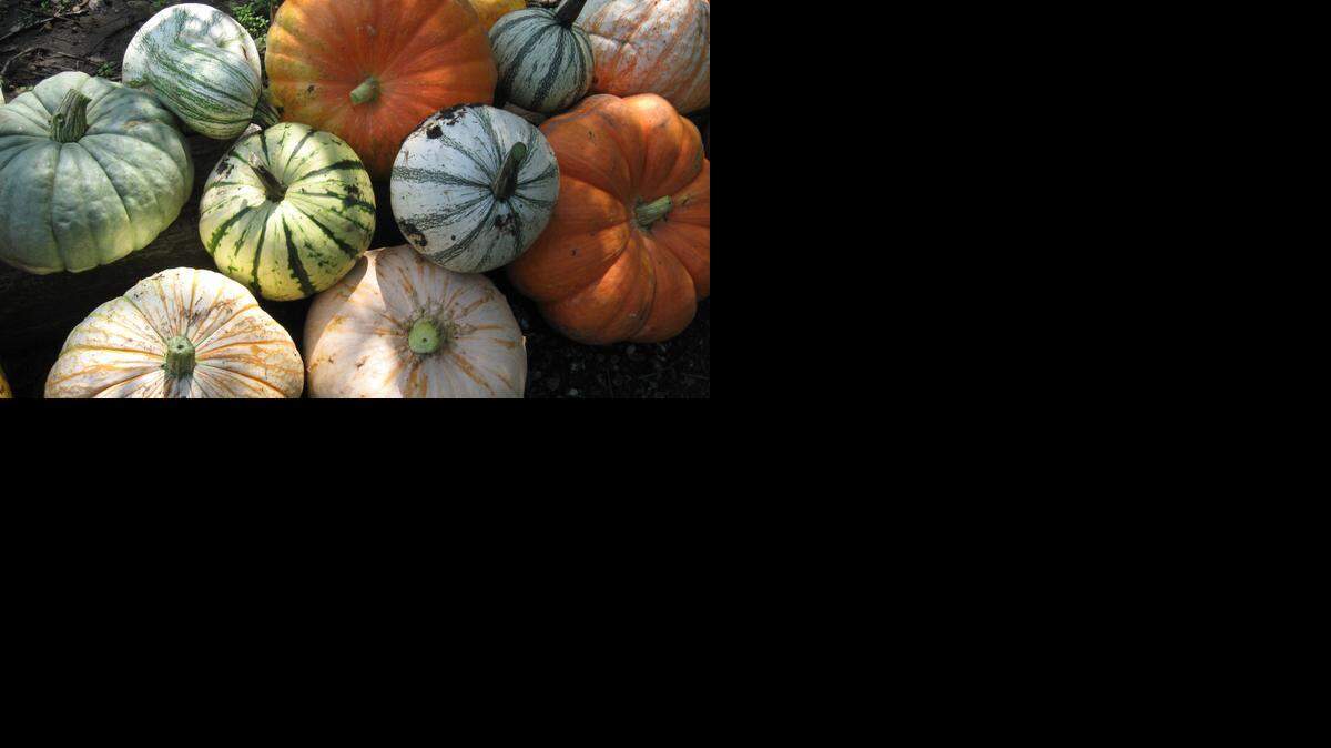 
When it comes to the place to buy pumpkins, nothing beats the pumpkin patch.
