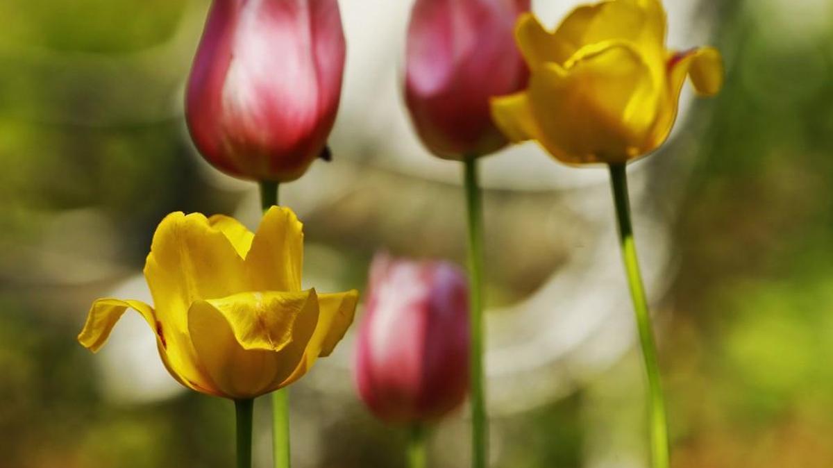 
October is the best time to fertilize existing beds of spring-flowering bulbs.
