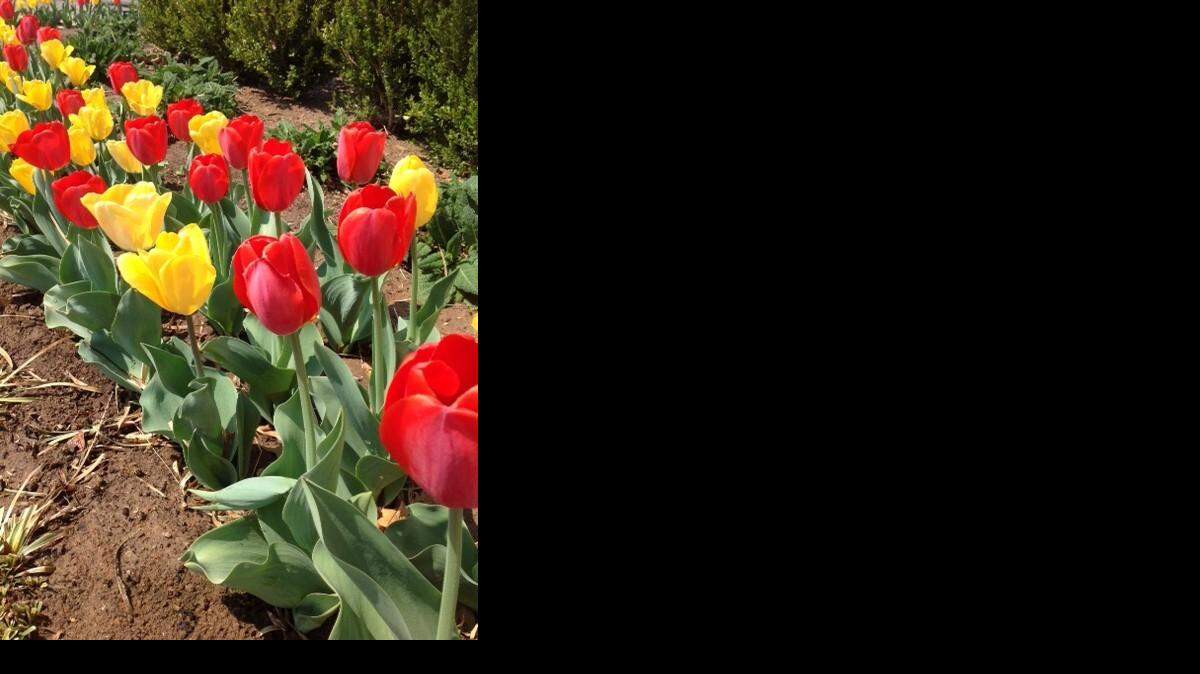 
Yellow and red tulips are a natural combination, such as these Golden Oxford and Red Oxford tulips on the Wichita State campus.
