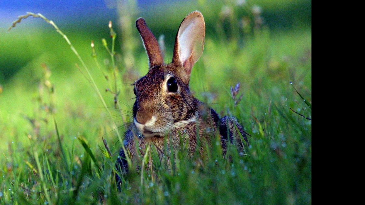 
Rabbits are a scourge in the springtime garden.
