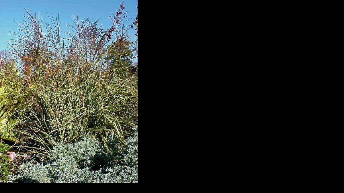 
Ornamental grasses will be the subject of a lunchtime lecture at Botanica on Wednesday.
