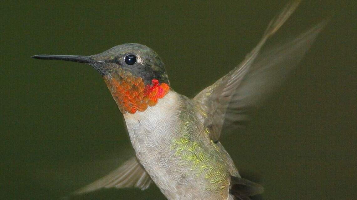 You know it’s spring when these colorful birds arrive in the Wichita area