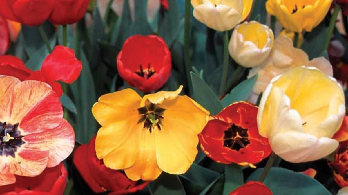 
Darwin Hybrids offer the most promise for a repeat season of spring blooms from tulips, says horticulturist Christian Curless of Colorblends.
