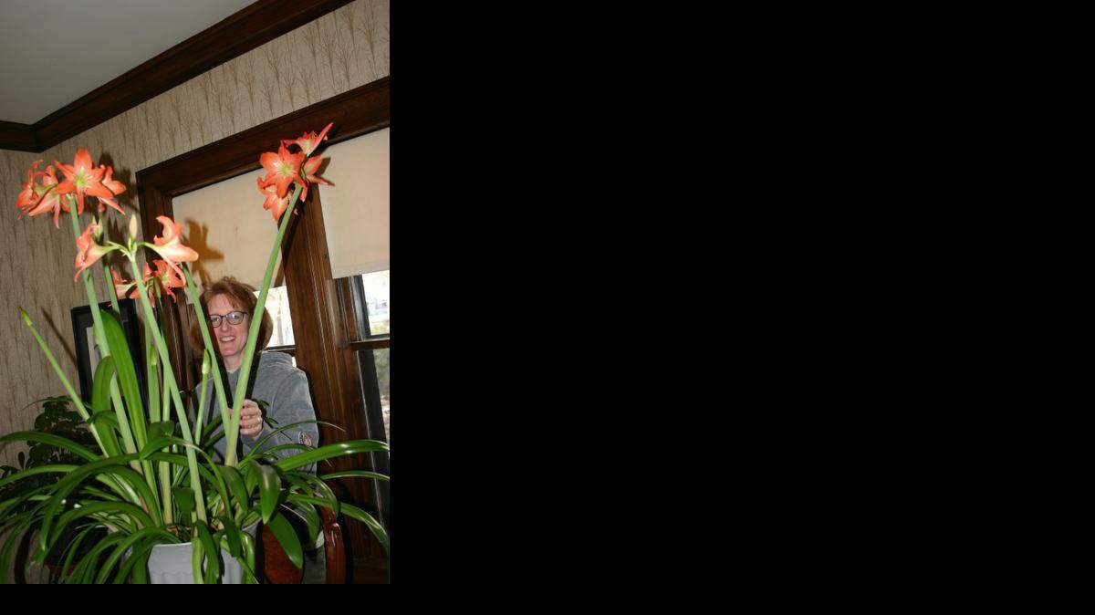 
Mary Frances Skinner is dwarfed by her amaryllis.
