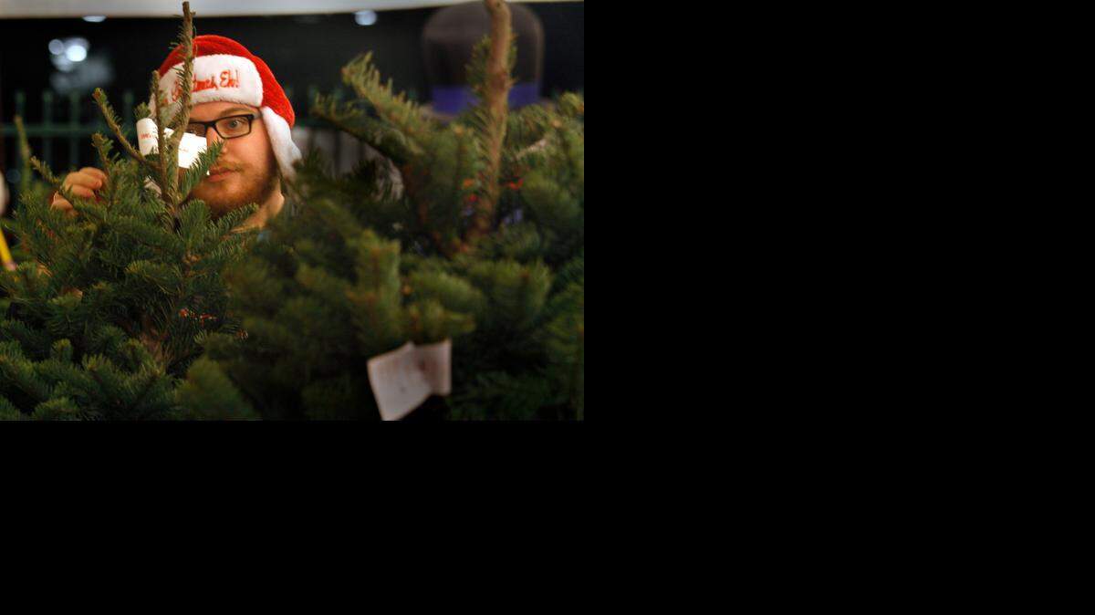 
There’s still time to look for a fresh Christmas tree – or you can already recycle one, if you’re heading out of town or yours is already dried out.
