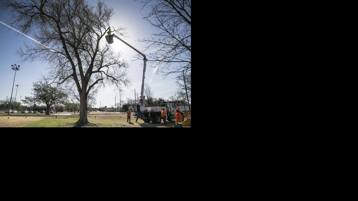 
The rate of tree removals outstrips planting in the city; this Siberian elm comes down near Barry Sanders Football Field. 
