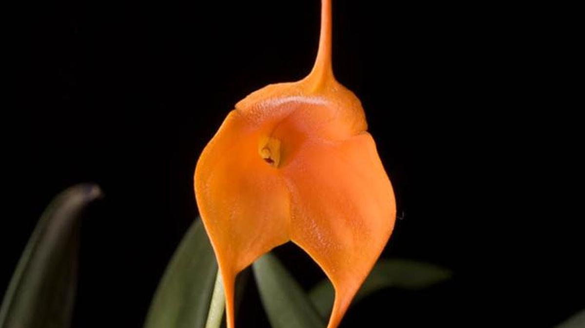 A Masdevalia Peach Allure “Karlene” orchid