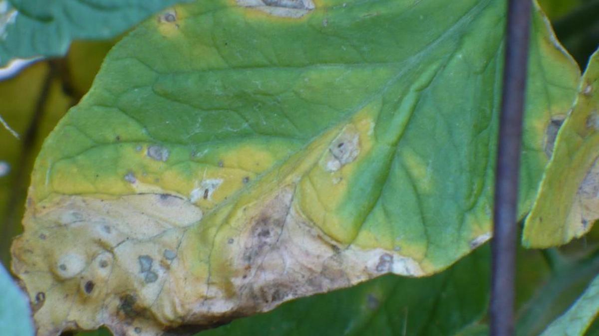 Humid conditions can lead to a range of fungal diseases, including early blight leaf spots on tomato plants.