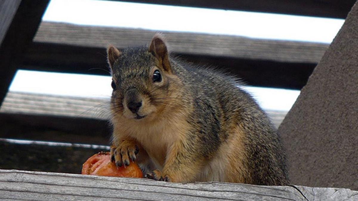 This squirrel nabbed a tomato and carried it up the trellis at the Extension Center’s demo garden a couple of years ago.