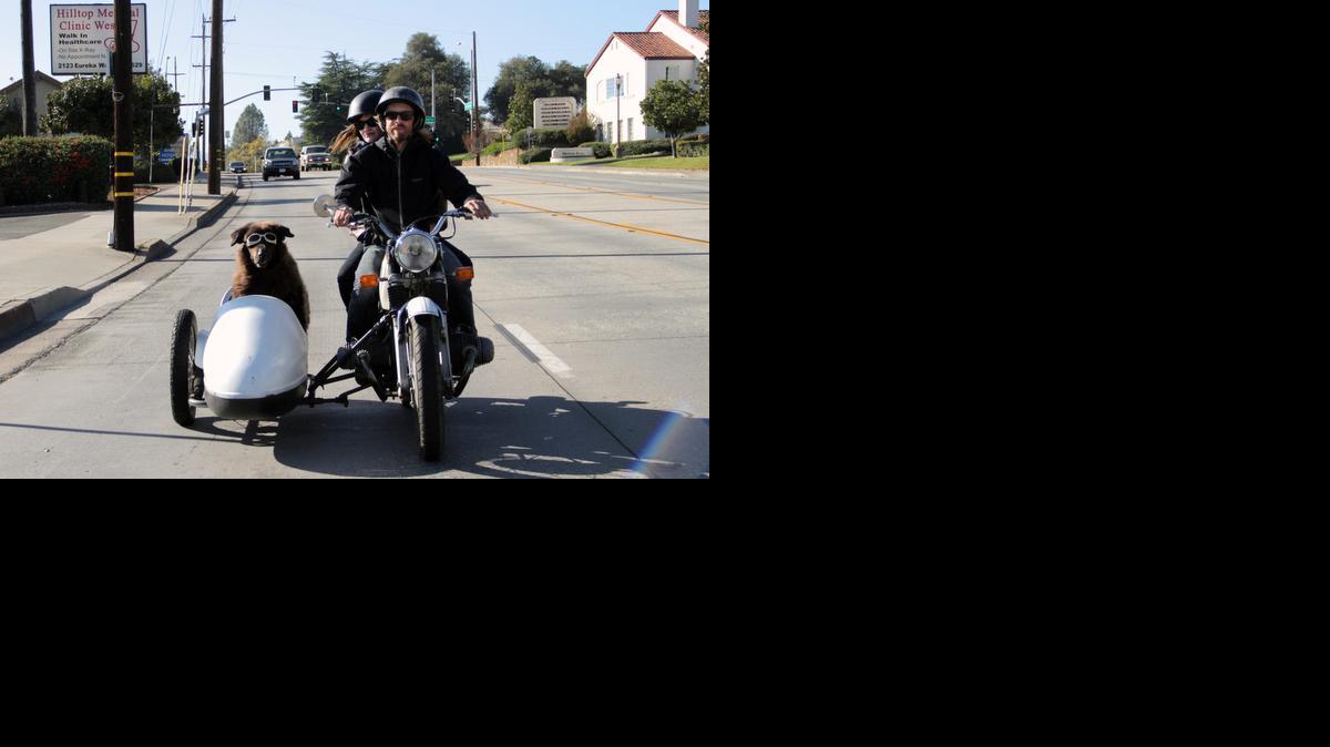 
Artie, a rescued Newfoundland, rides in a sidecar with Rebecca Hodges and Joe Baker in Redding, Calif.
