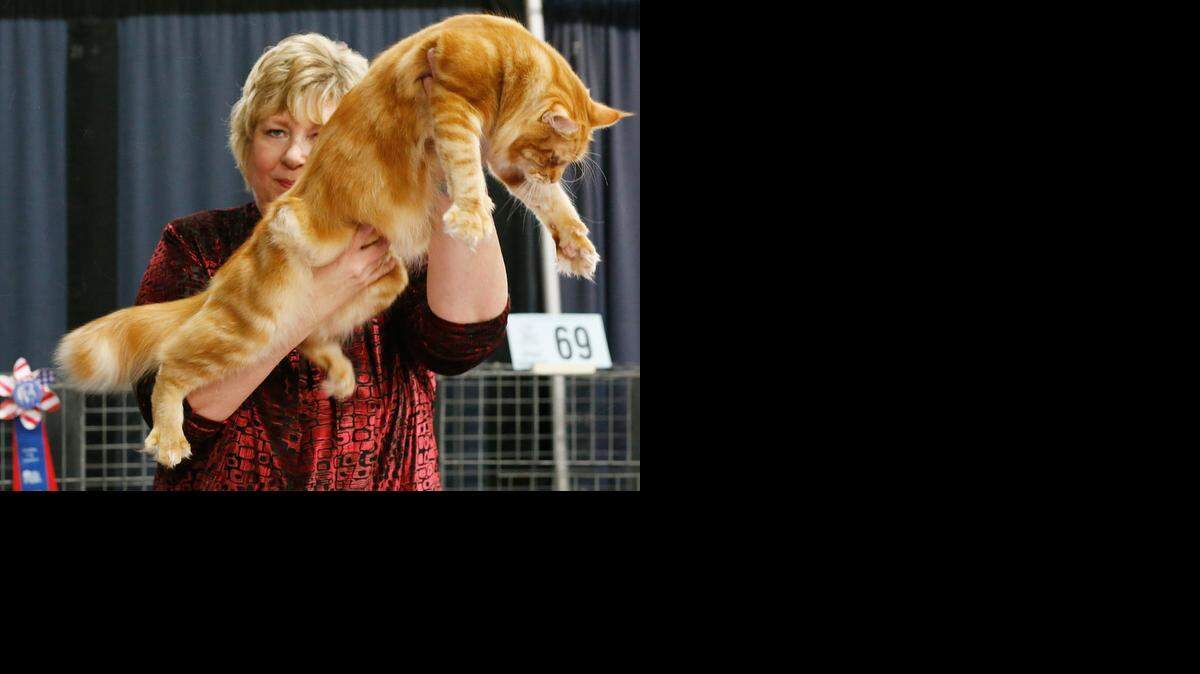 
Judge Kathy Black with the Cat Fanciers’ Association picks a Maine Coon cat owned by Kathyrn Queen of Oklahoma City as best of show during the Wichita Cat Fancy cat show in 2013 at the Cotillion. 
