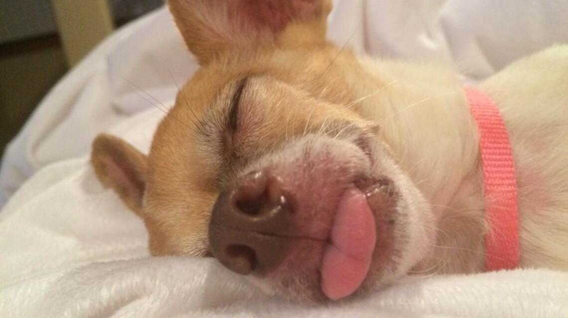 Can you guess Wichita’s most popular dog name and breed?