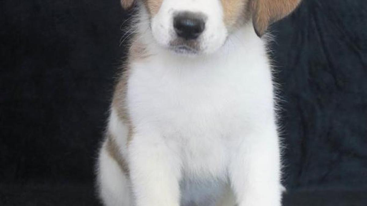 Willow