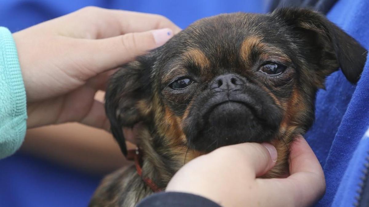 Arya, a smooth-haired Brussels griffon, gets some attention at the Kansas Toy Dog Club booth at Woofstock in 2015.