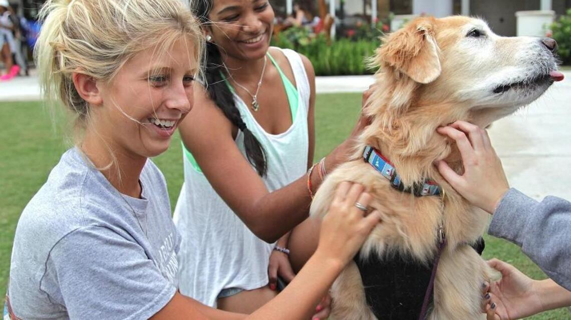 Dogs comfort victims of Las Vegas massacre