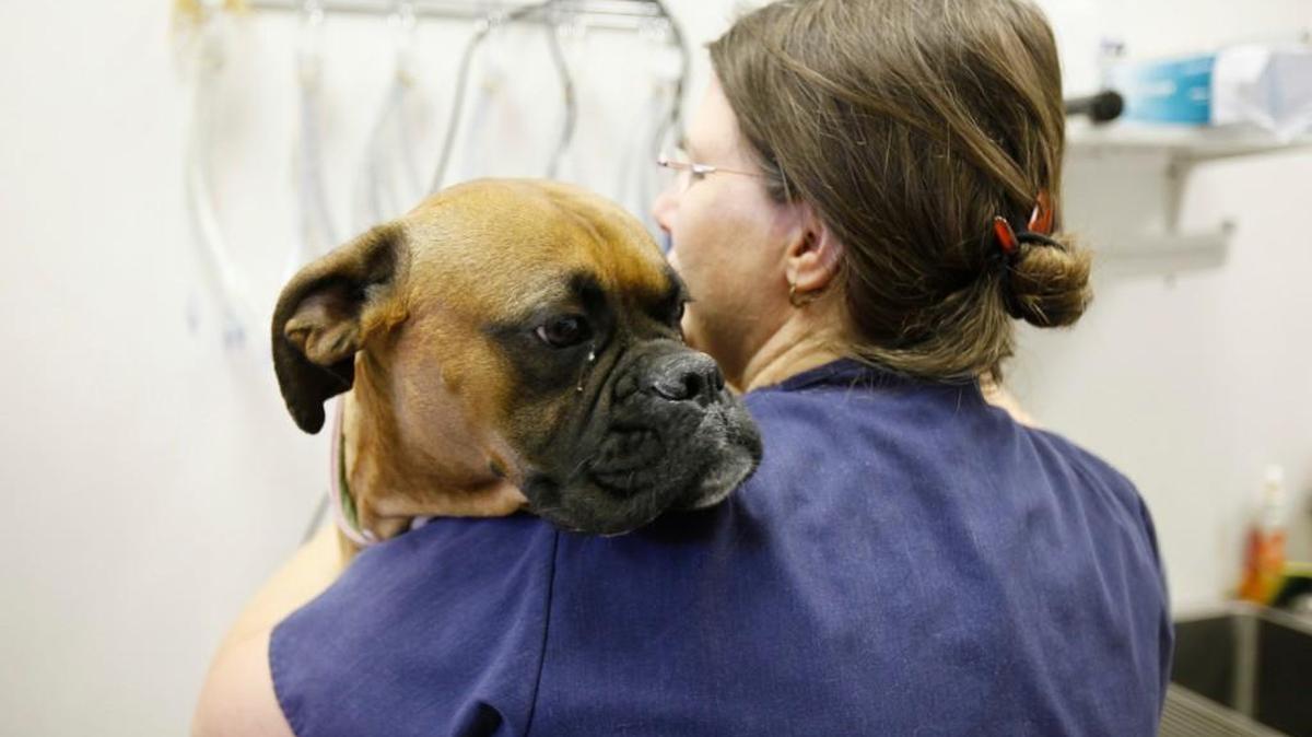 A 5K and 1-mile fun run on Nov. 6 will raise money for Spay-Neuter Kansas, a Wichita clinic that offers low-cost surgeries for dogs and cats in lower-income households.
