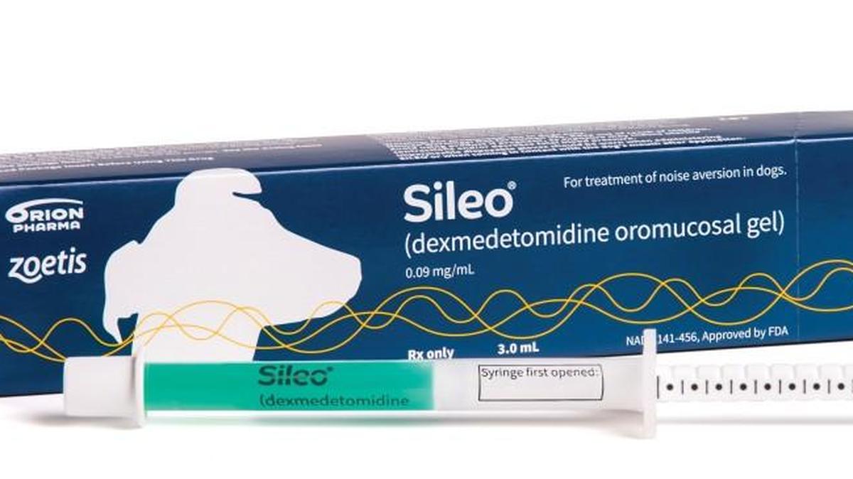 Fido and Spot may not have to cower under the bed this summer when fireworks and thunderstorms hit, with the launch of Sileo, the first medicine approved for treating anxiety over loud noises.