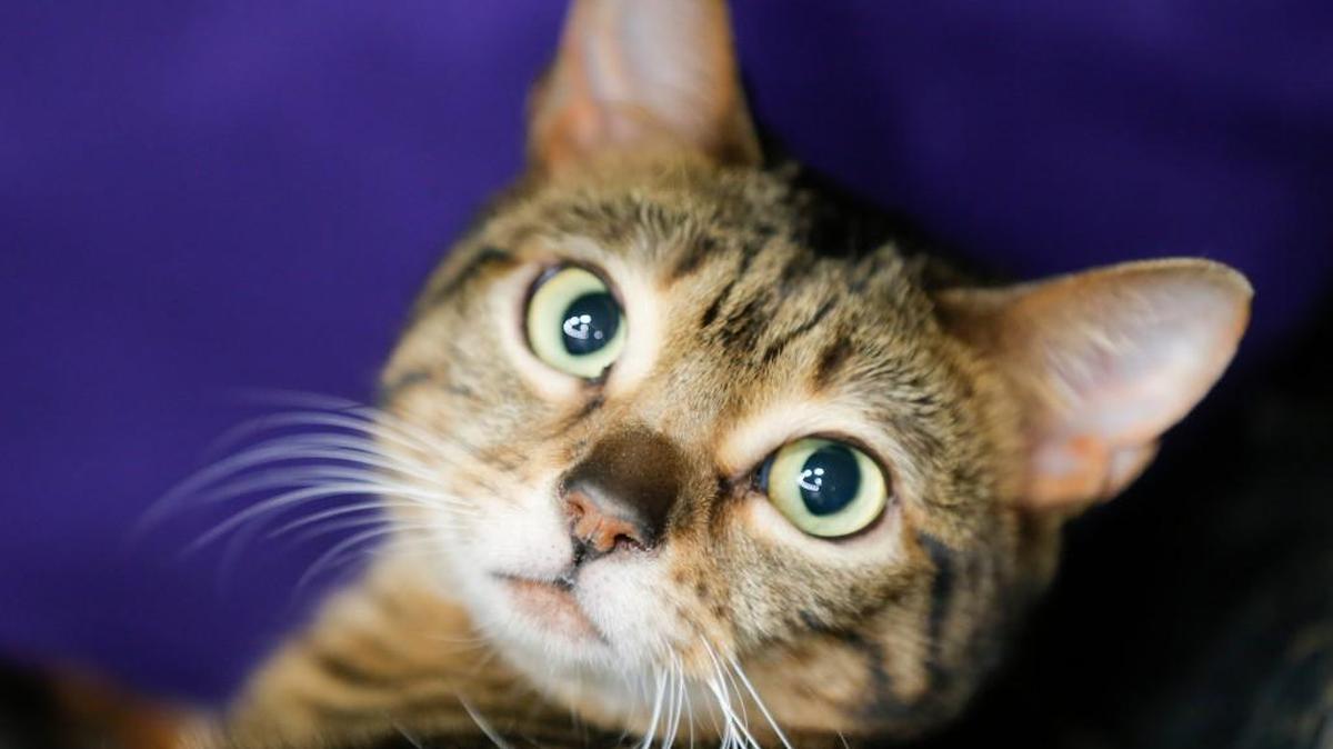 Nonregistered cats can compete in the household pet division at the Wichita Cat Fancy cat show Feb. 6 and 7 at the Cotillion.
