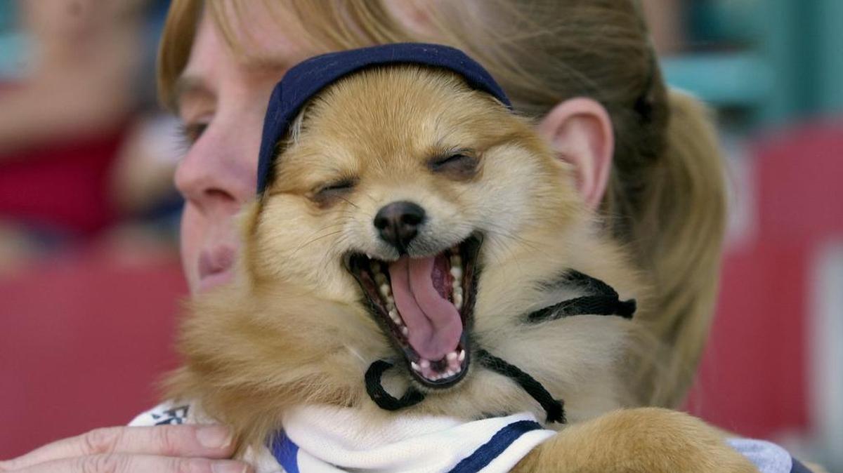 Ginger, a Pomeranian, yawns in the arms of her owner, Tammy Snapp, at Bark in the Park in 2003.