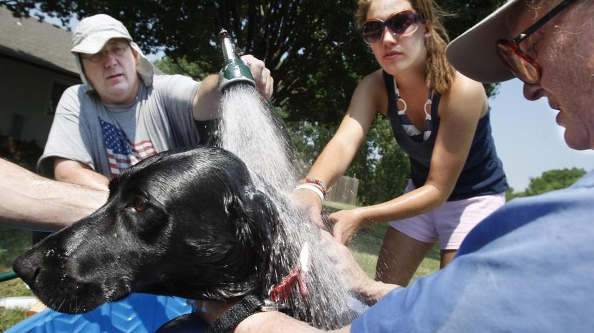 Volunteers with Retain bathe dogs in Bel Aire in 2009.