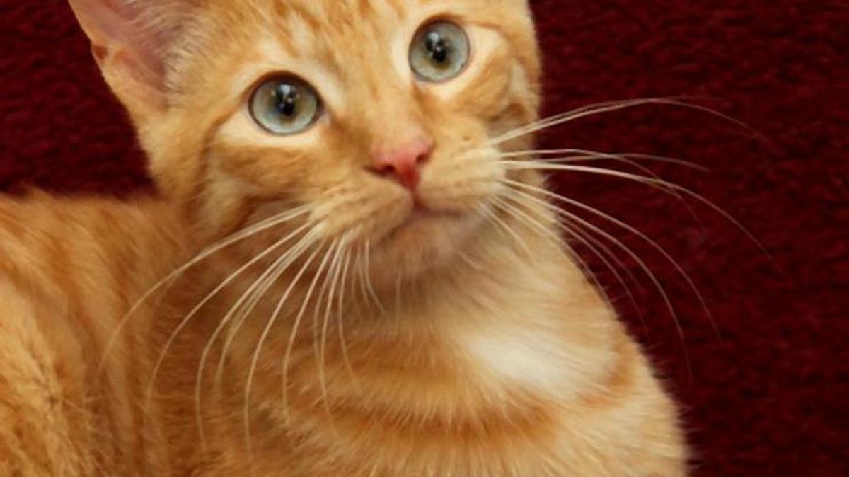 Blue and other cats from Pals Animal Rescue will be at the Wichita Cat Fancy cat show at the Cotillion from 10 a.m. to 4 p.m. Saturday and Sunday.