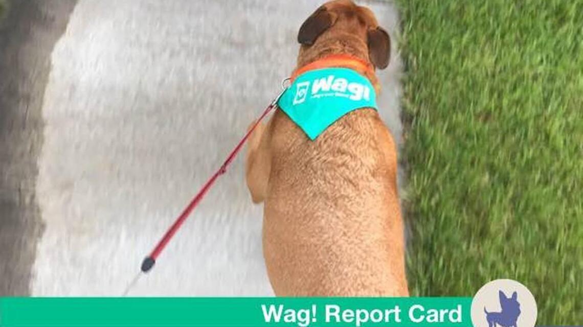 Need someone to walk your dog? There’s an app for that