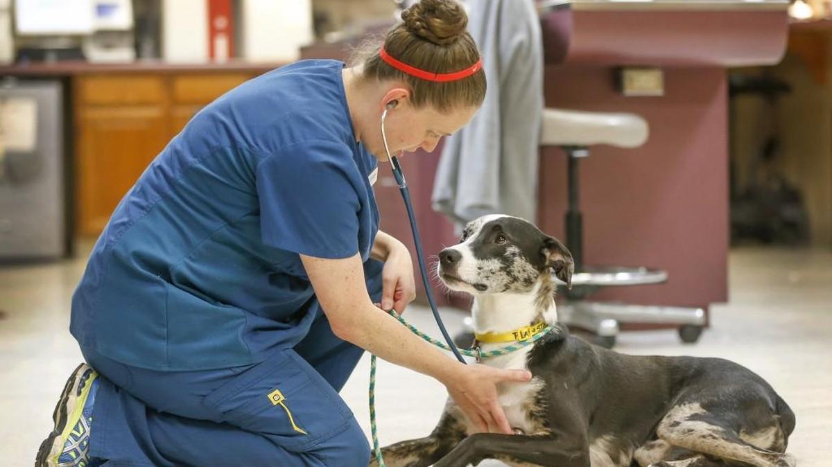 Heartland Animal Hospital veterinary technician Kristen Willson checks out Riley, an Australian shepherd mix, at the clinic Friday. Kansas dog owners are being advised to vaccinate pets before a new canine flu arrives.