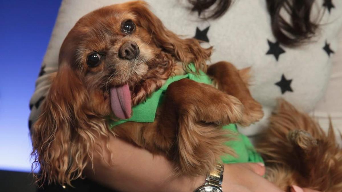 Toast, a 10-year-old Cavalier King Charles spaniel puppy mill rescue, is held by her owner Katie Sturino in New York on Tuesday. (April 5, 2016)