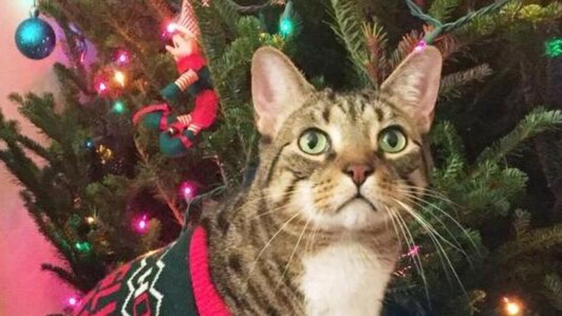 Holiday stress is not just for people. Here’s how to help your cats and dogs