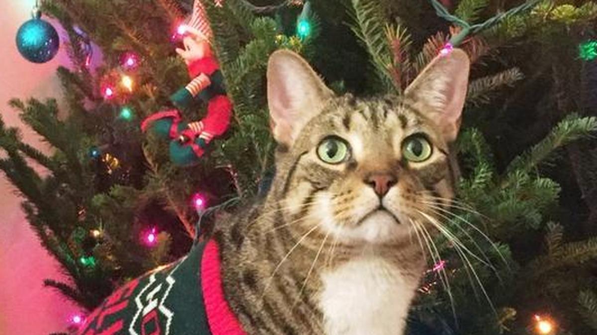 K-State Research and Extension provides tips to keep your holiday season safe and stress-free for your pets.