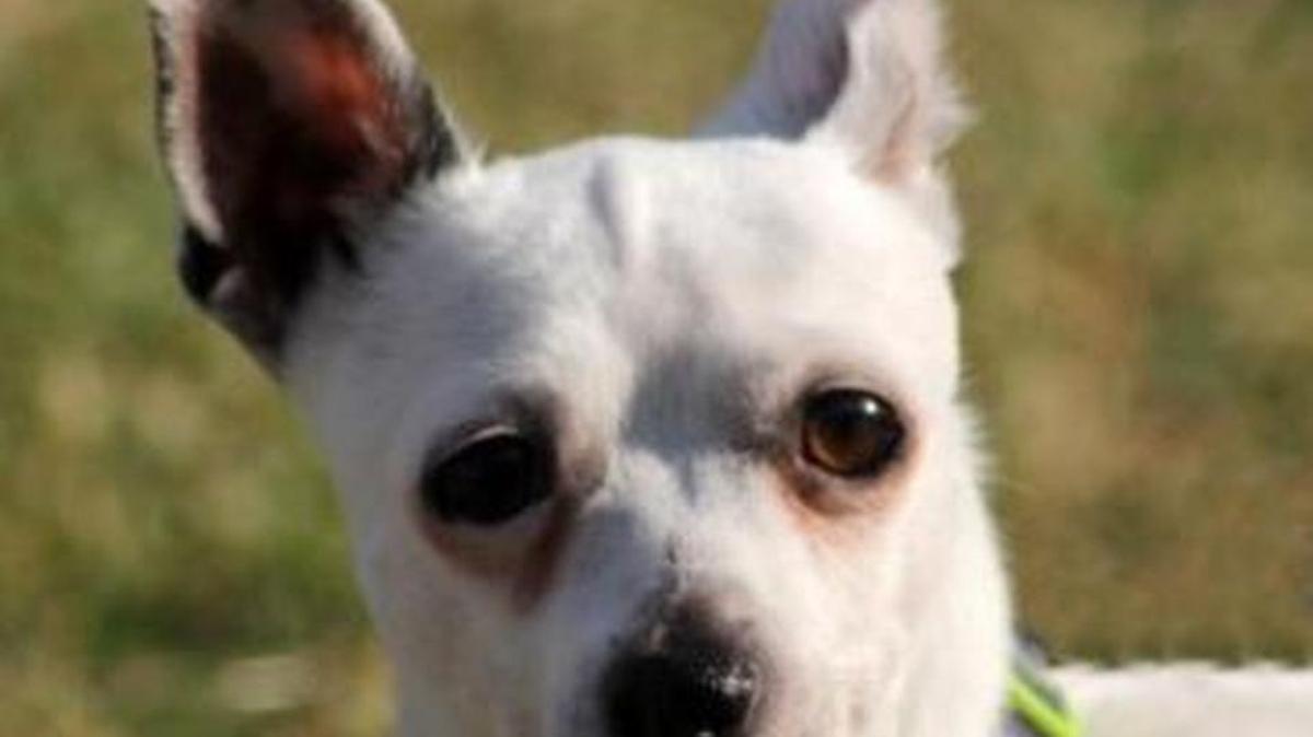 Tico