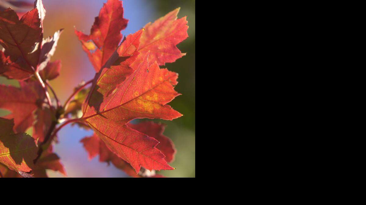 
Leaves on a Bradford Pear tree in Delano show an autumn red in 2005. 

