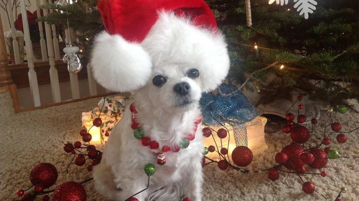 With a little planning and vigilance, you can keep your pets healthy and happy during the holidays.