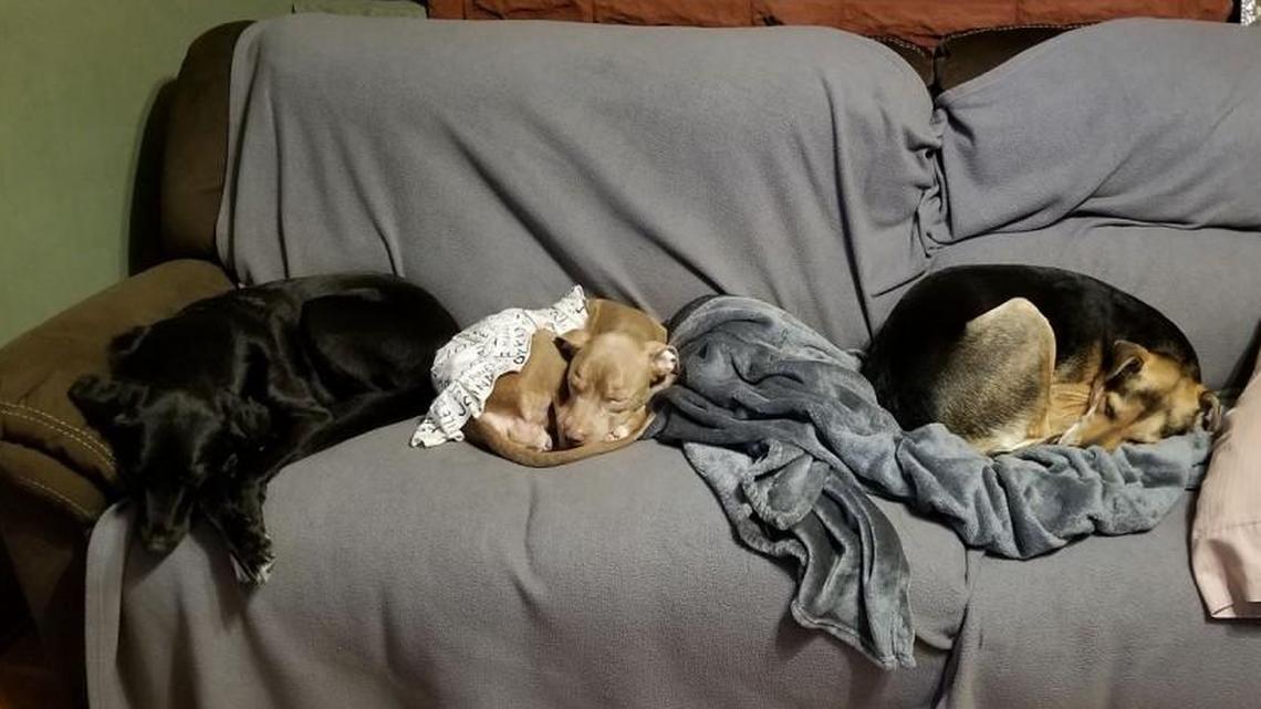 Aadya is living with Kenya and Riley, dogs who were both previously rescued.