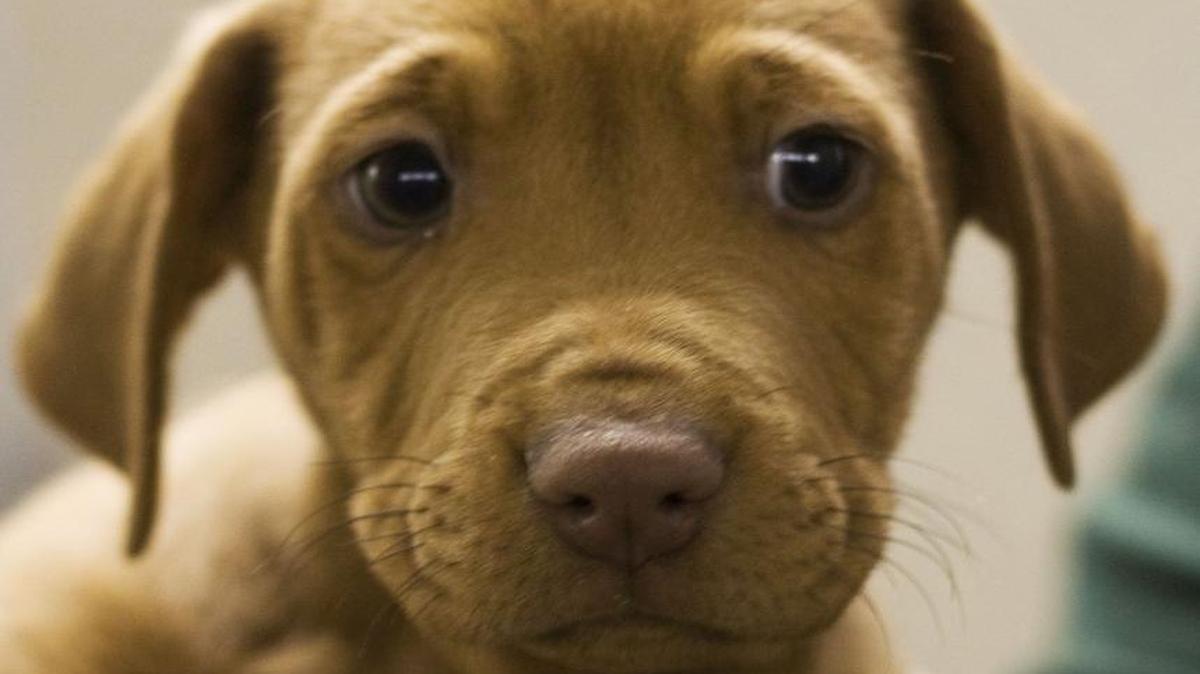 When dogs consume something with xylitol in it, the xylitol causes a “potent release of insulin from the pancreas,” according to the FDA. This will drop your dog’s blood sugar level to dangerous levels, resulting in symptoms such as vomiting, general weakness, staggering, loss of coordination, collapse and seizures.