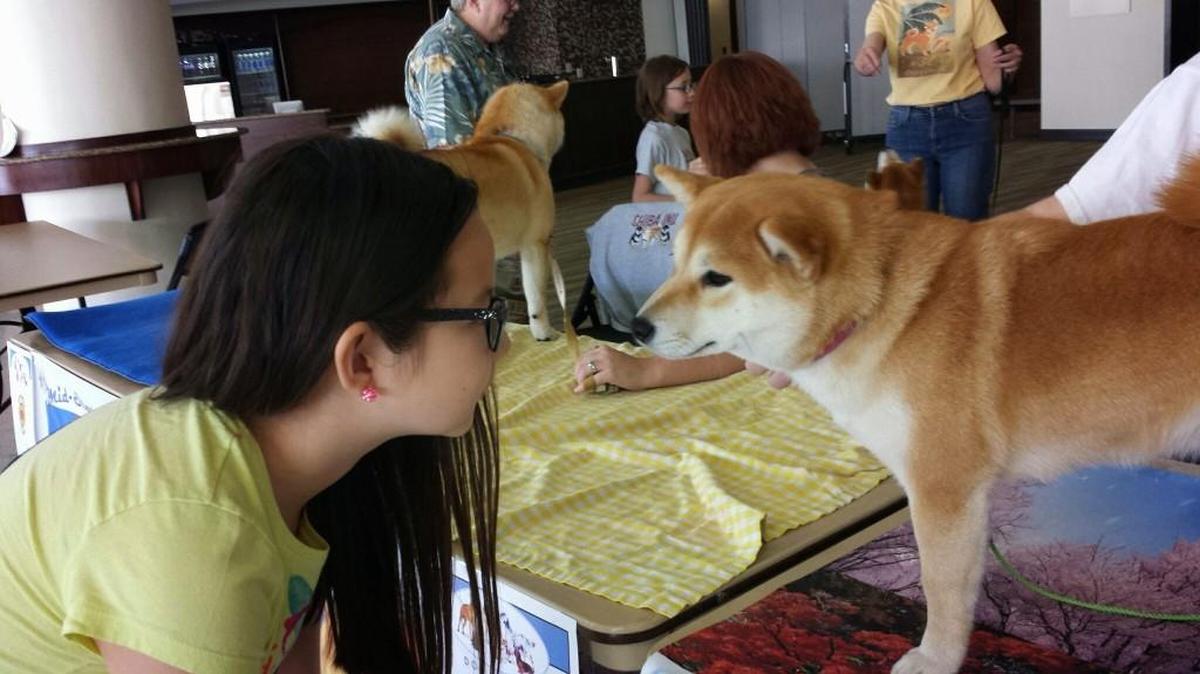 At “Meet the Breeds” on Sunday, people can get up close and personal with 20 dog breeds.