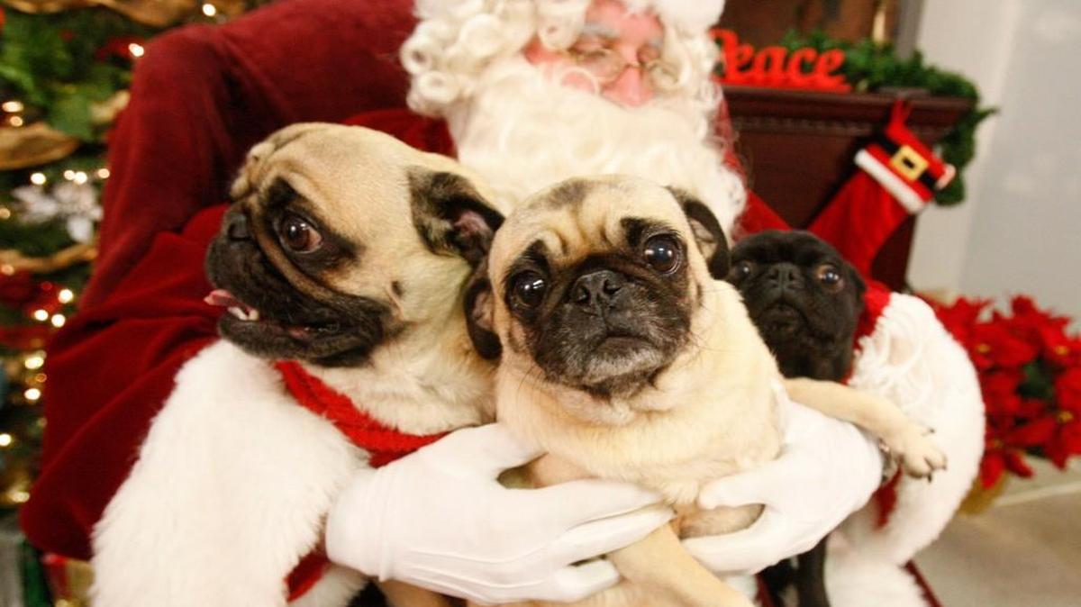 All Paws Pet Center owner Paul Baumann plays Santa at the store in 2009.