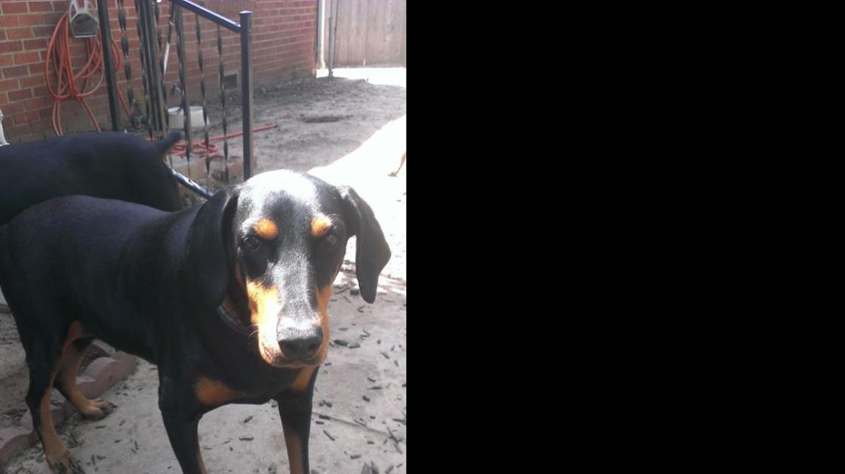 
Jojo is a 7-year-old Doberman that needs treatments for arthritis and nerve damage. A garage sale June 18-20 will raise funds for her treatment.
