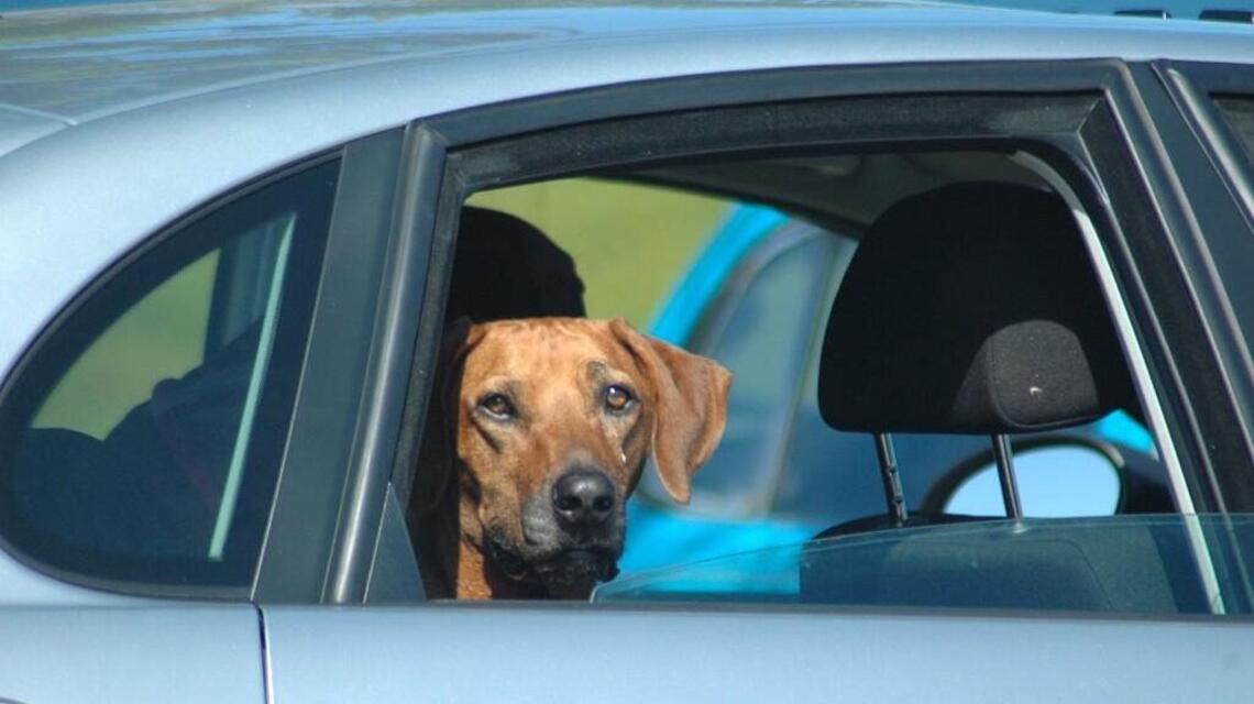 As weather cools, children and pets still at risk of hot-car deaths