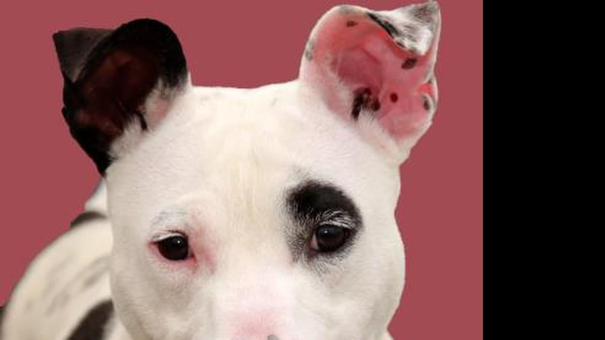 
Pongo
