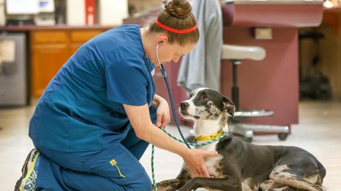 Pet owners rejoice – July 11 is All American Pet Photo Day