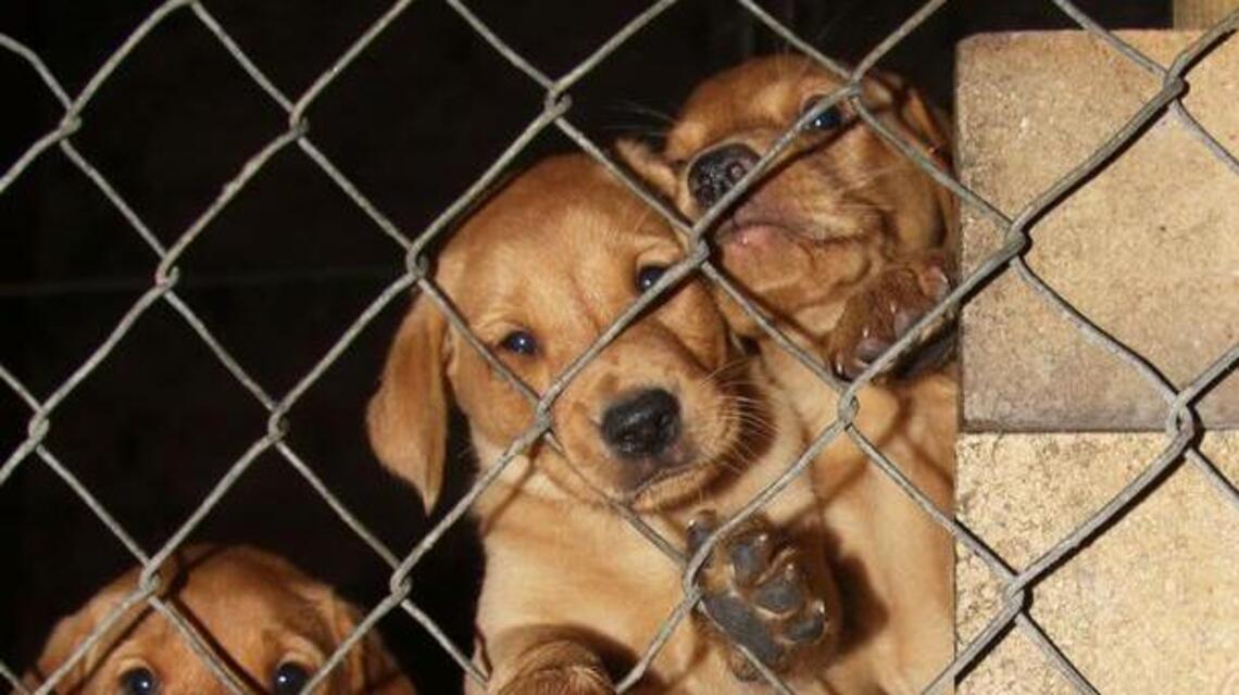 Is there a ‘huge epidemic’ of pet thefts in Wichita?