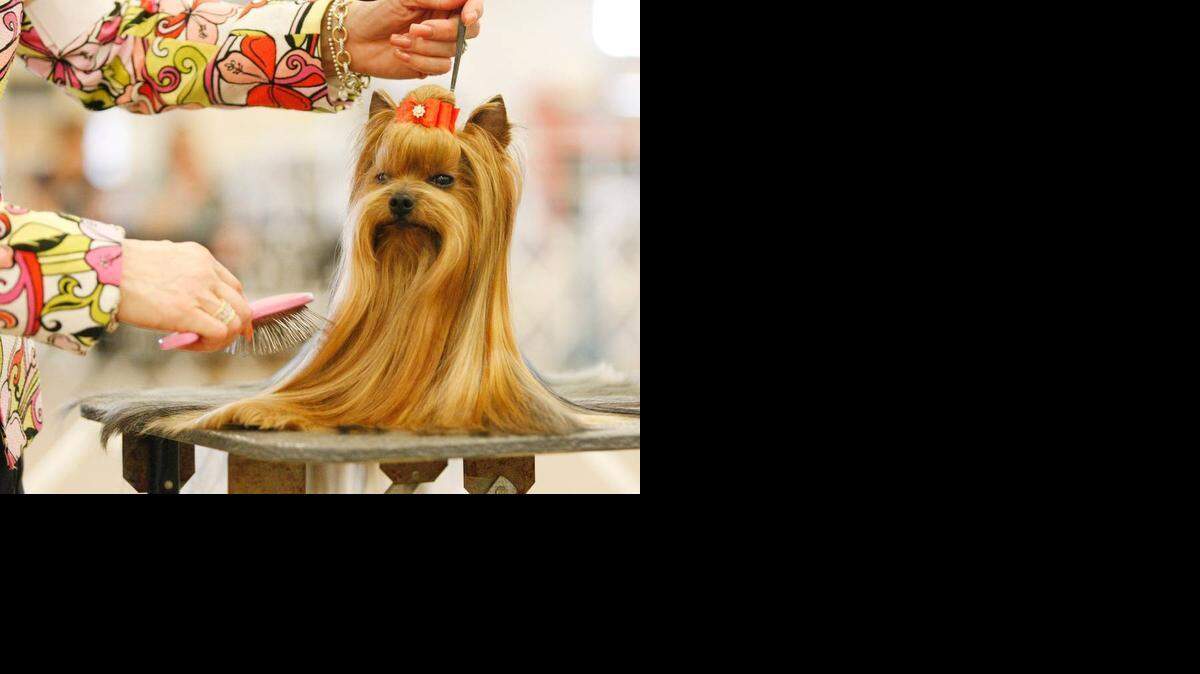 
More than 130 breeds will be at the Kansas Pavilions for the Sunflower Cluster of Dog Shows. 

