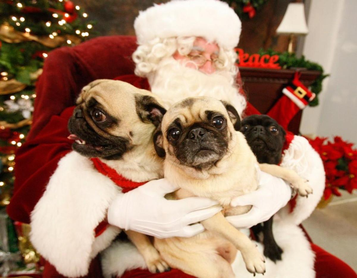 Santa Claus posing with pets and their families (2009)