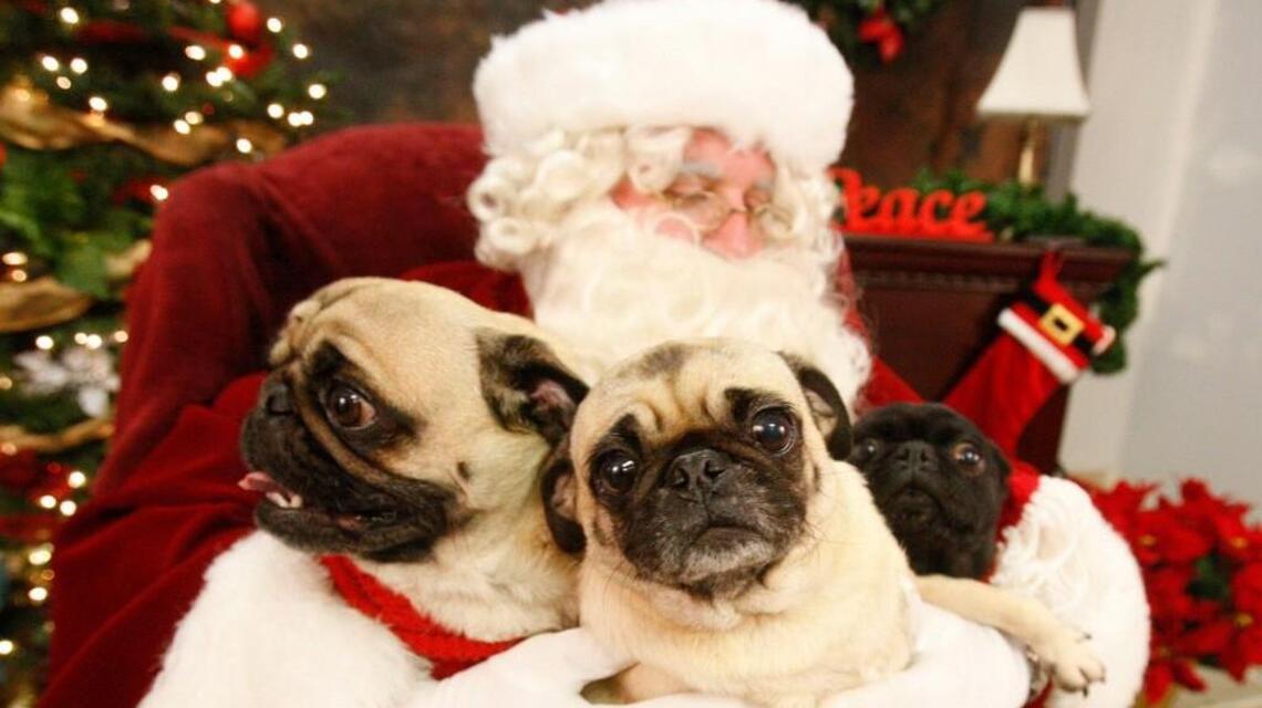 Here’s where your pet can take a photo with Santa this weekend