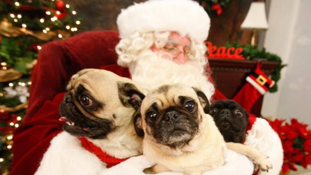 Santa Claus posing with pets and their families (2009)
